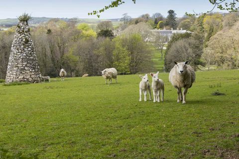Schafe und Lämmer am Arlington Court Devon - National Trust Chris Lacey