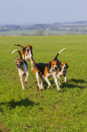 Englische Foxhounds