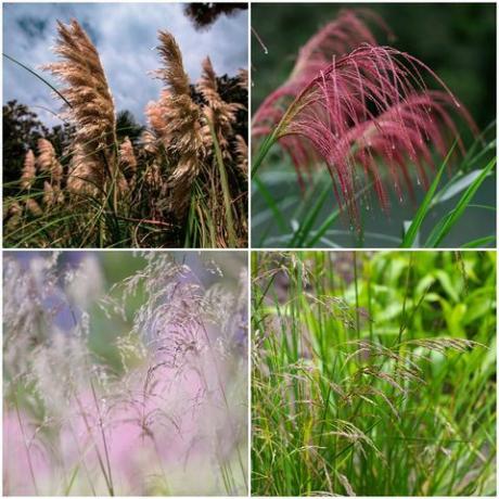 Gras, Natur, Phragmites, Pflanze, terrestrische Pflanze, Grasfamilie, Organismus, Blume, blühende Pflanze, Prärie,