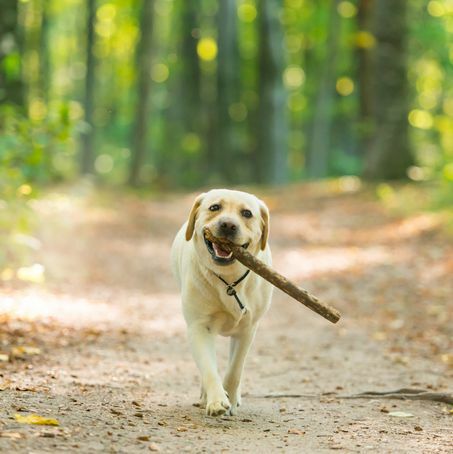 Nahaufnahme eines gelben Labrador Retriever-Hundes, der einen Stock im Wald trägt