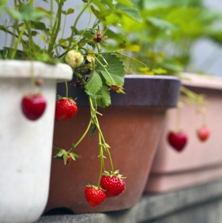 Obst und Gemüse in Topferdbeeren anbauen