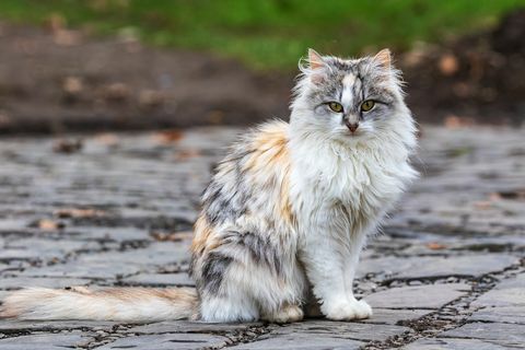 Eine süße dreifarbige Katze sitzt auf einer Spur und schaut die Hauskatze des Fotografen im Freien an