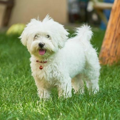 maltesischer hund