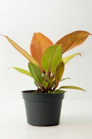 Philodendron 'Prinz von Oranien' 