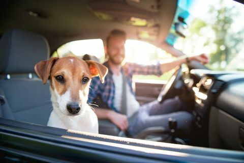 Die Fahrt genießen - Hund im Auto