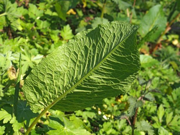 Nahaufnahme eines großen jungen Ampferblattes in der Waldvegetation im Frühlingssonnenlicht