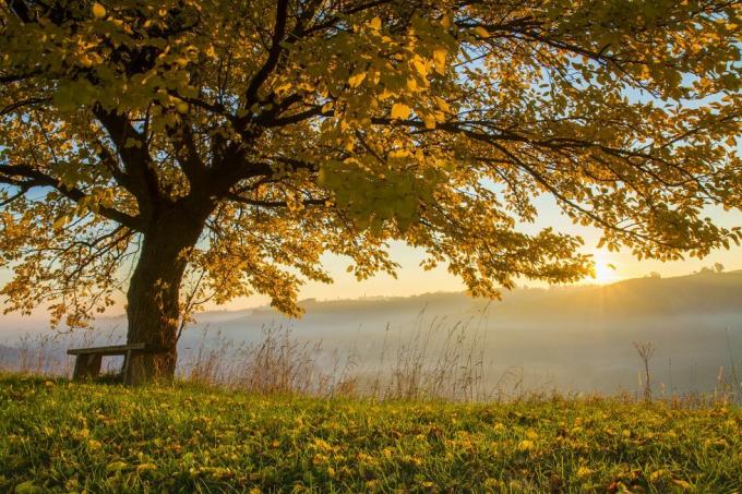 Herbstbaum auf dem Feld bei nebligem Wetter bei Sonnenaufgang