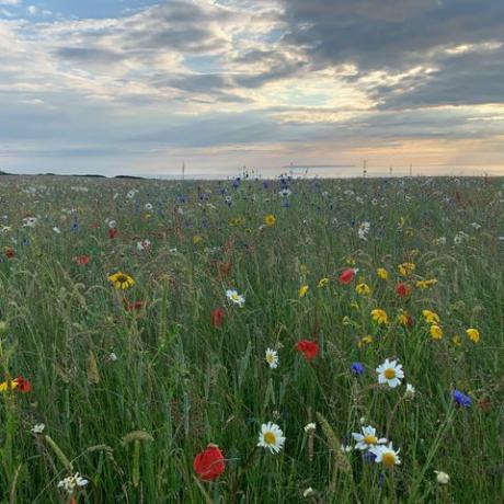 Mohnblumen wachsen auf den weißen Klippen von Dover