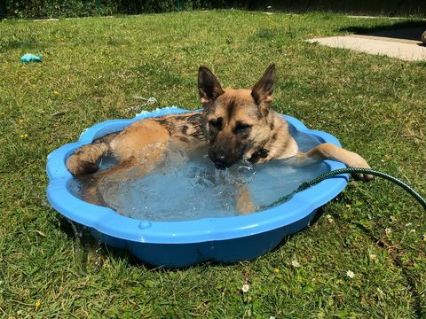 Hund im Planschbecken - RSPCA