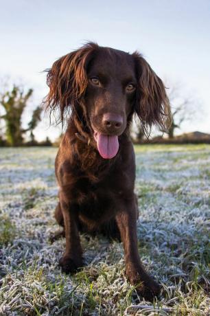 Boykin-Spaniel