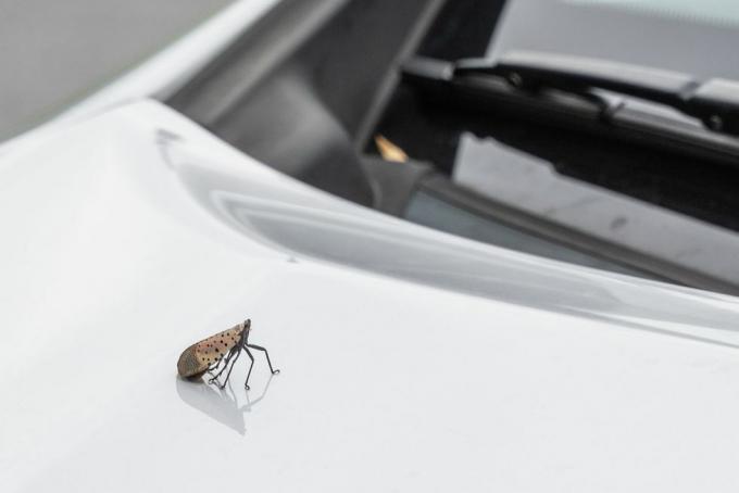 Was ist eine gefleckte Laternenfliege auf einem Auto?