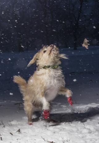 Ich liebe Hunde, weil der Hundefotograf des Jahres ausgezeichnet wurde