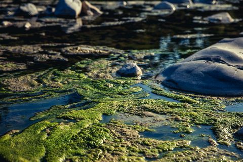 Schädliche Algenblüte in verschmutztem Wasser