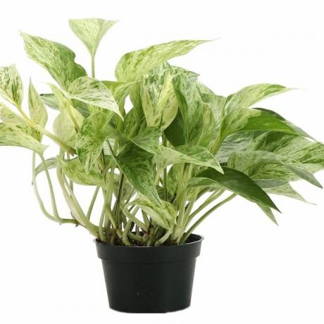 „Marmorkönigin“ Pothos