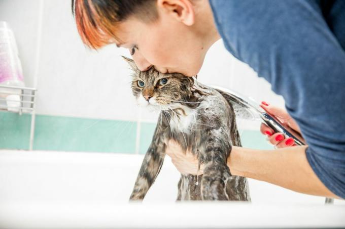 Eine erwachsene Frau wäscht eine Sibirische Katze in der Badewanne, hebt sein Vorderteil unter seinen Armen hervor und küsst seinen Kopf, während sie arbeitet