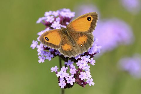 Gatekeeper Schmetterling