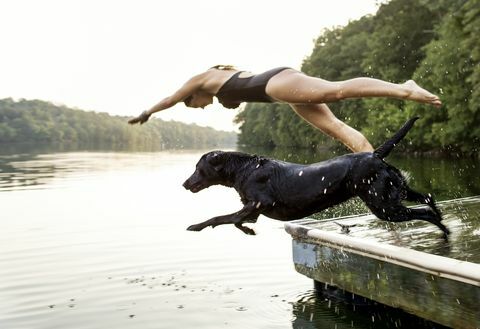 Hund schwimmen