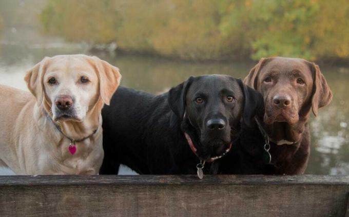 drei Labradorfarben