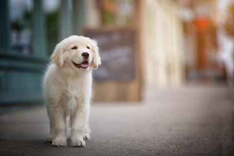 Golden retriever-Hund auf Pflasterung