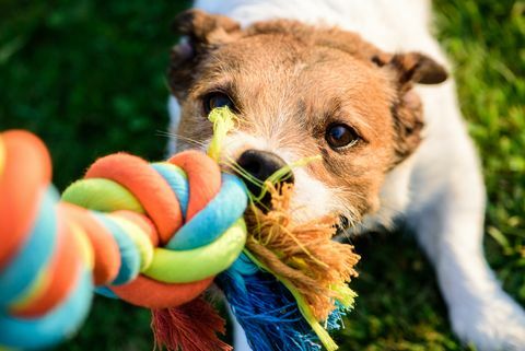 Hund zieht kauendes buntes Spielzeugbaumwollseil