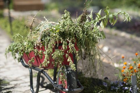 Rote Schubkarre voll Unkräuter in einem Garten