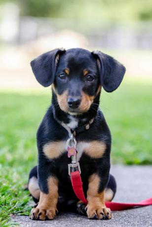 Schwarzer Chiweenie