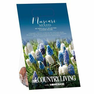 Country Living Muscari Gemischte Blumenzwiebeln