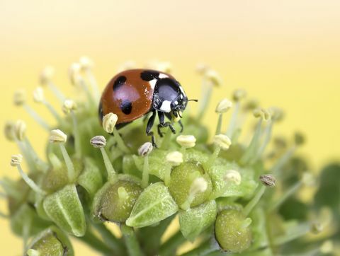 Marienkäfer auf Efeublumen