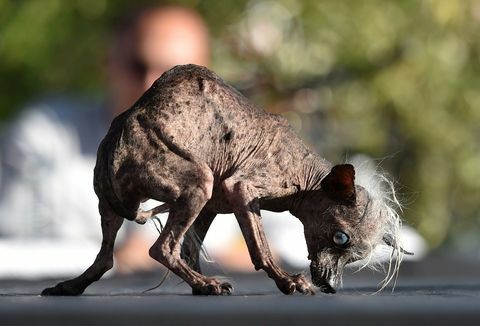 Sweepee Rambo, Zweiter im hässlichsten Hundewettbewerb der Welt