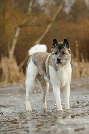 akita - beste Wachhunde