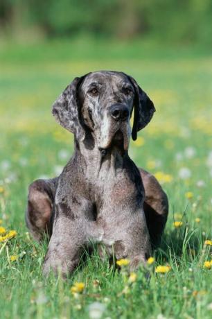 Deutsche Dogge sitzt auf dem Rasen