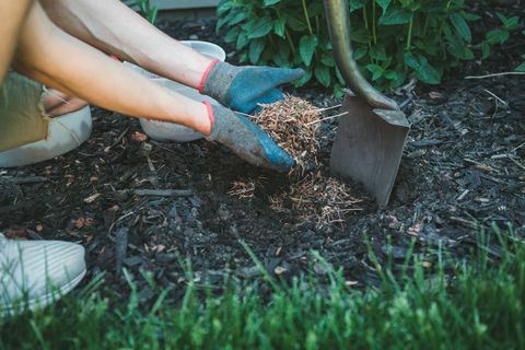 Der Mensch füllt ein Loch mit Kiefernnadelmulch, um eine neue Pflanze in seinem Garten zu pflanzen