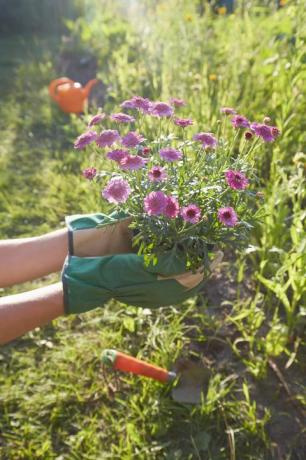 Frau mit Blumen zum Pflanzen im Garten