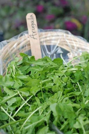 frische Rucola zum Verkauf auf dem Bauernmarkt