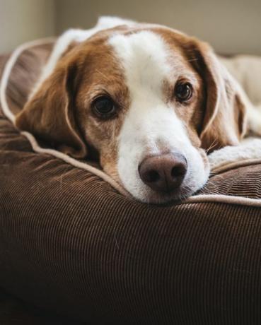 Schließen Sie herauf Porträt des Hundes, der sich hinlegt