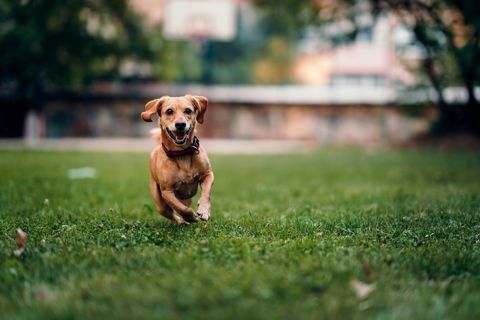 brauner Hund läuft auf dem Gras