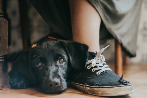 Siegerfoto des Hundefotografen des Jahres