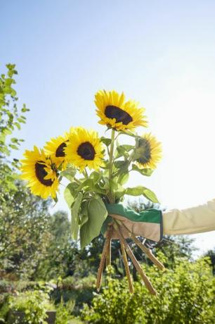 Sonnenblumen draußen im Garten