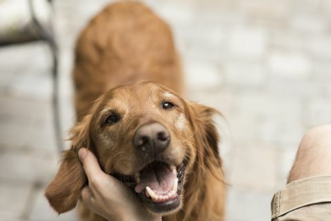 Hund mit Besitzer drinnen