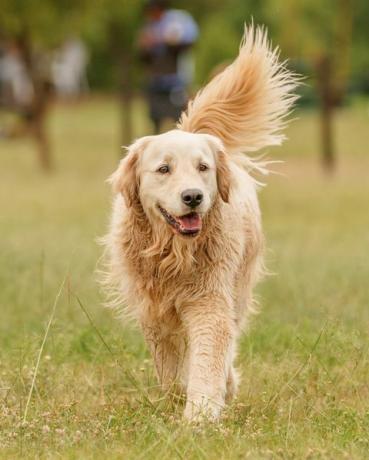 Ein glücklich aussehender Golden Retriever, der durch den Park geht