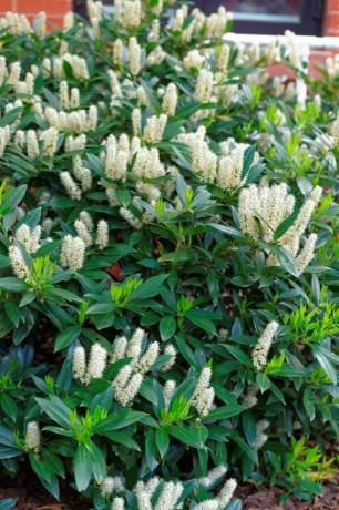 leuchtend weiße blumen namens itea little henry oder der sweetspire auf dem campus der george washington University in Washington, dc, Vereinigte Staaten von Amerika, die oft Schmetterlinge anziehen