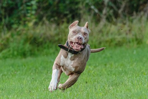 Amerikanischer Pitbull, der auf dem Feld läuft