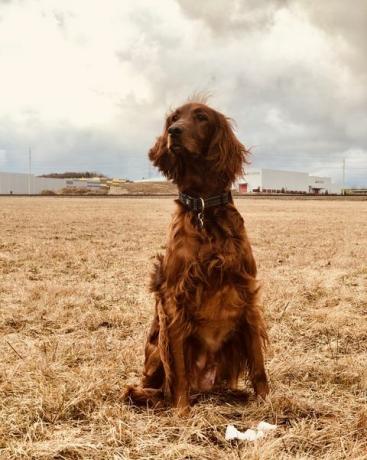 Irish Setter in einem Feld