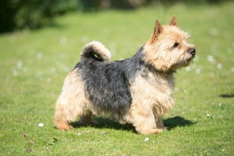 Norwich-Terrier