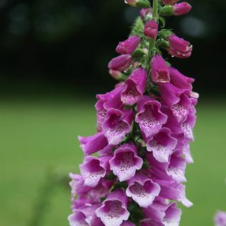 Digitalis purpurea 'Dalmatian Purple' (Dalmatiner-Serie)