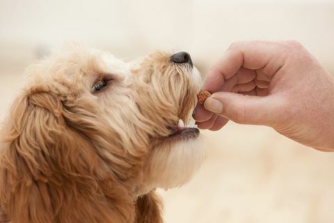 Hund wird vom Besitzer gefüttert