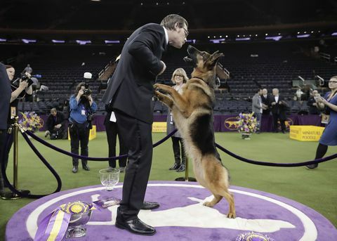 Rumour, ein deutscher Schäferhund, leckt ihrem Hundeführer und Miteigentümer Kent Boyles nach dem Gewinn von Best in Show das Gesicht.