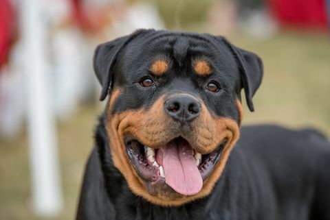 Kopfschuss von Rottweiler