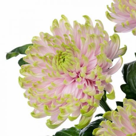 Prinzessin Charlotte Chrysantheme