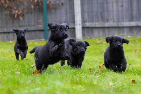 Blindenhunde Rekordwurf von 16 Welpen